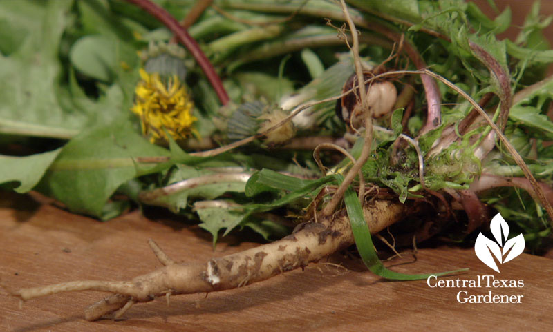 dandelion taproot Central Texas Gardener