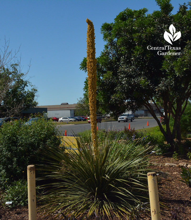 dasylirion bloom Central Texas Gardener