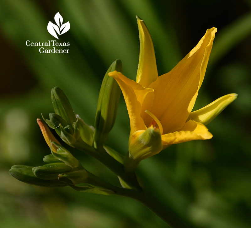 daylily Central Texas Gardener