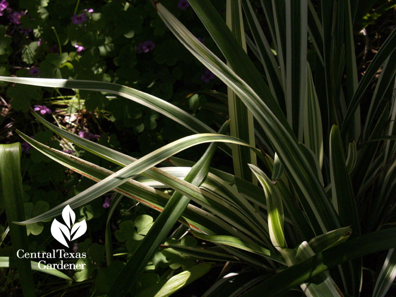 dianella shade plant Central Texas Gardener