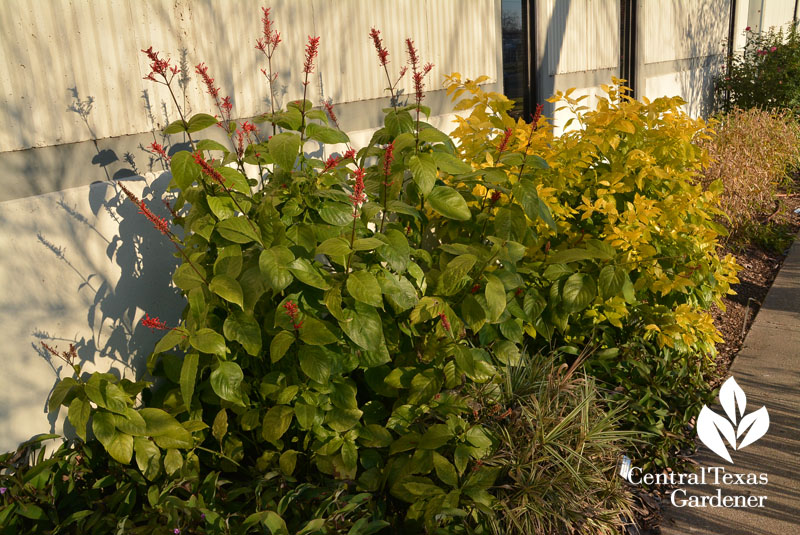 firespike Odontonema stricta Central Texas Gardener