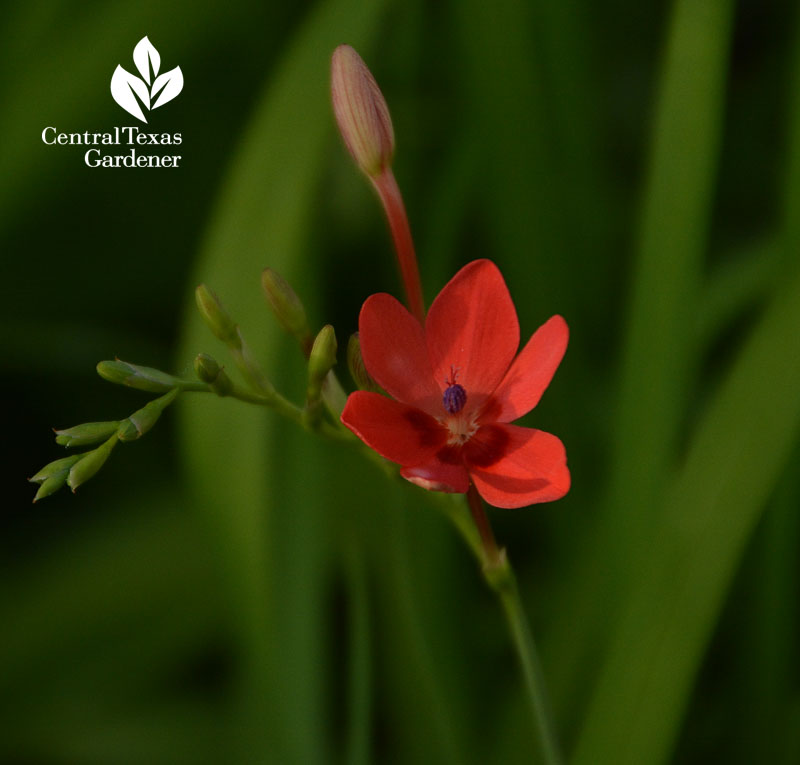 freesia laxa Central Texas Gardener