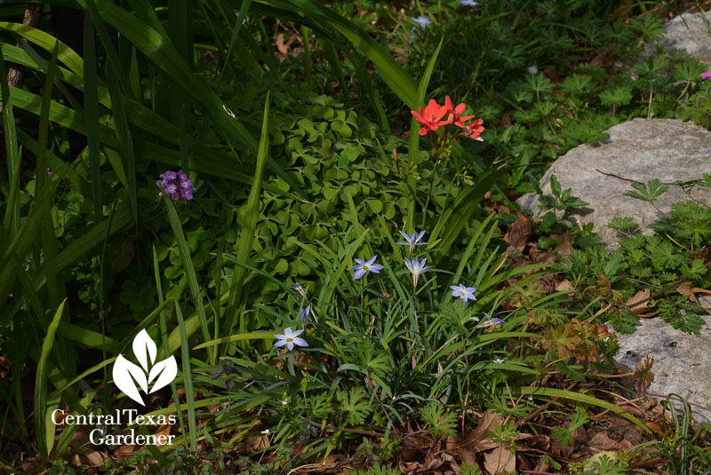 freesia laxa spring star flower lantana Central Texas Gardener