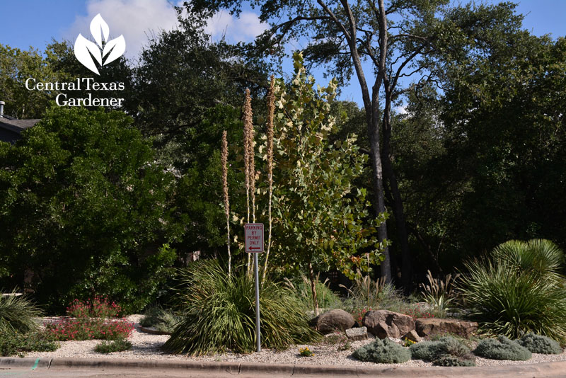 front curb xeric garden blooming sotol Central Texas Gardener