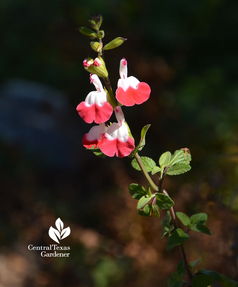 hot lips salvia Central Texas Gardener