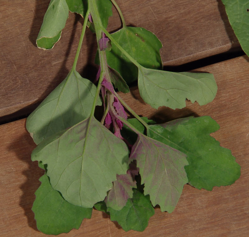 lambsquarters Central Texas Gardener