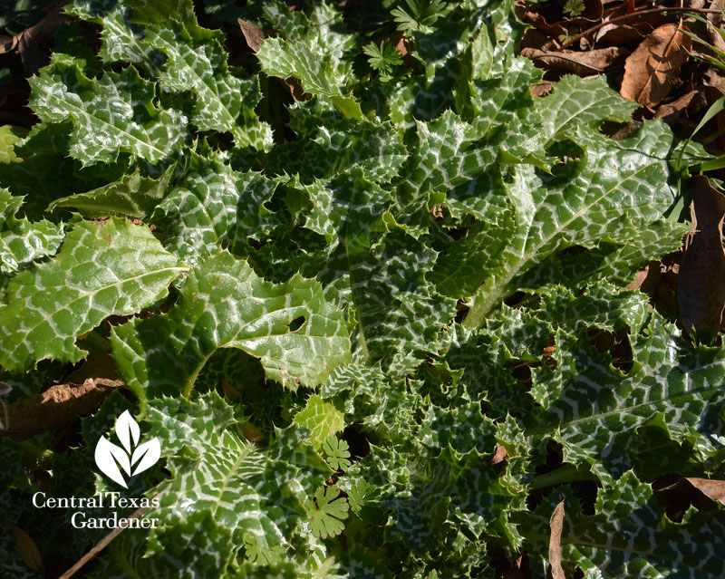 milk thistle Central Texas Gardener