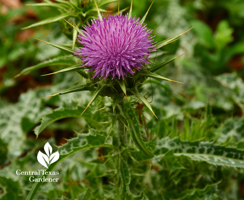 milk thistle flower Central Texas Gardener