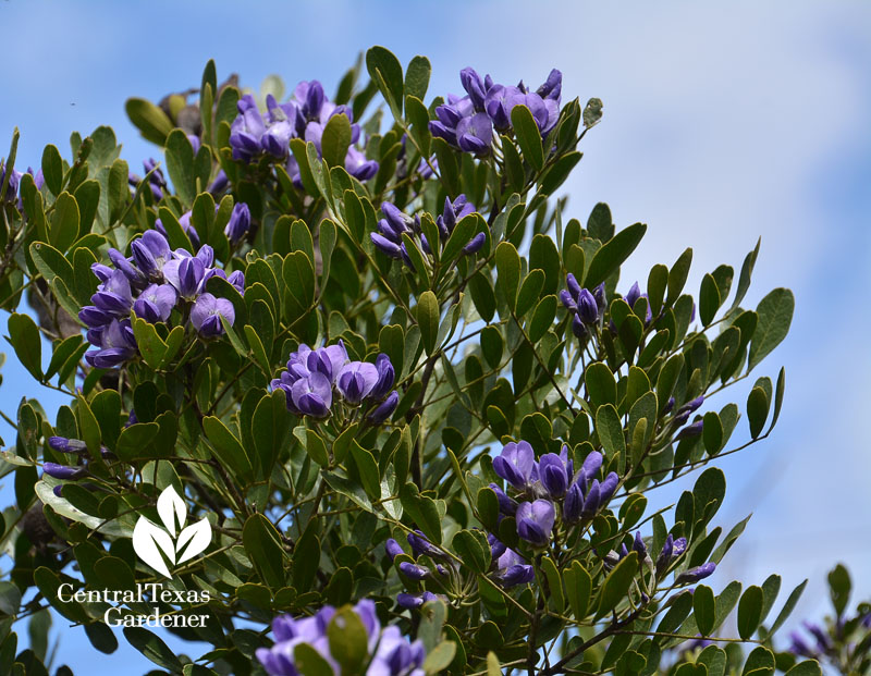 mountain laurel Central Texas Gardener