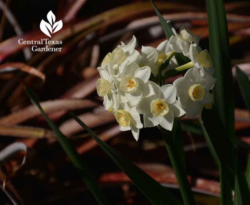 narcissus billbergia Central Texas Gardener