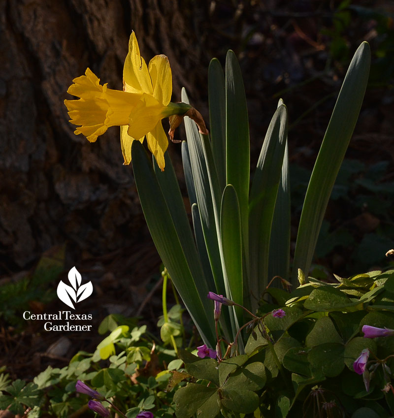 narcissus marieke Central Texas Gardener