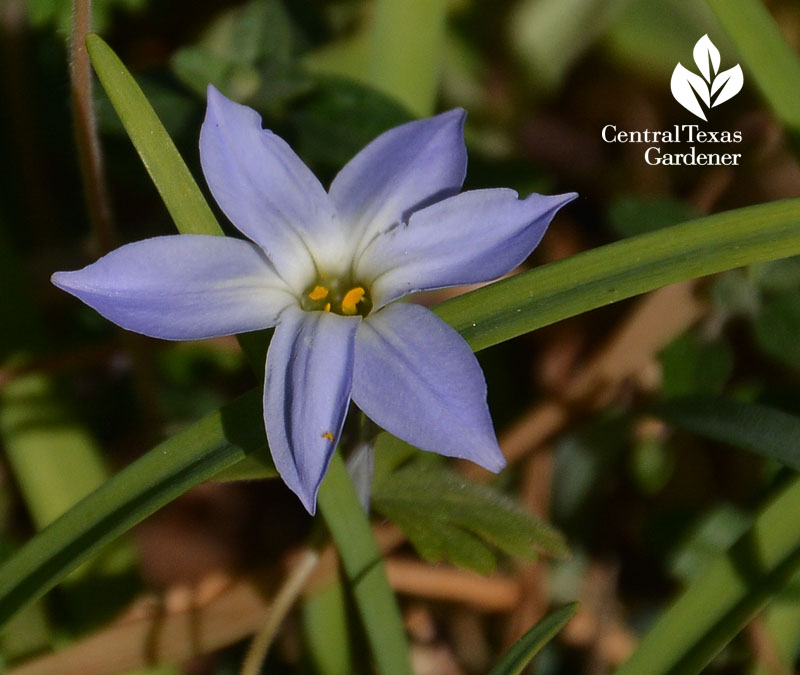 spring star flower annual flower Central Texas Gardener