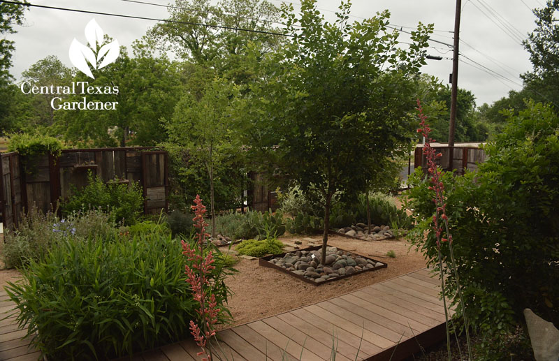 no lawn courtyard garden Austin Neal Central Texas Gardener