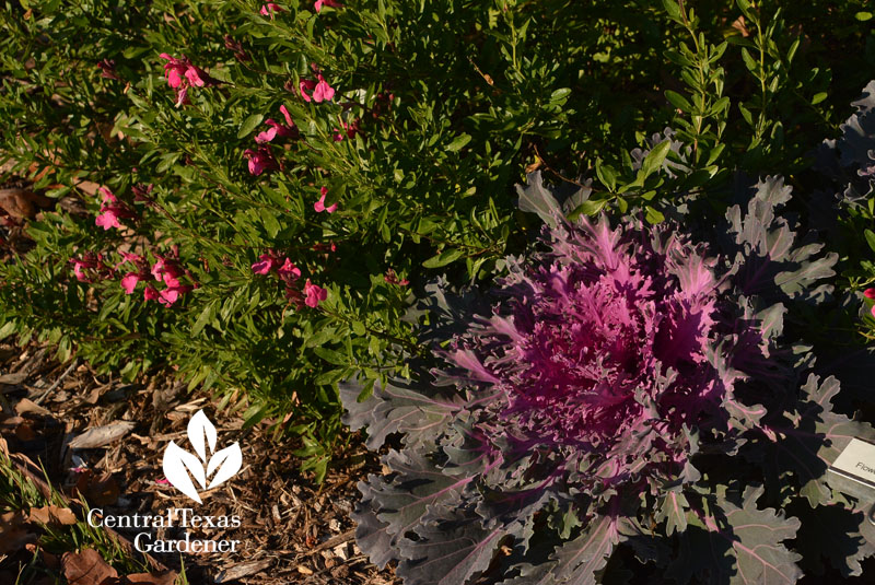 ornamental cabbage Salvia Greggii Central Texas Gardener