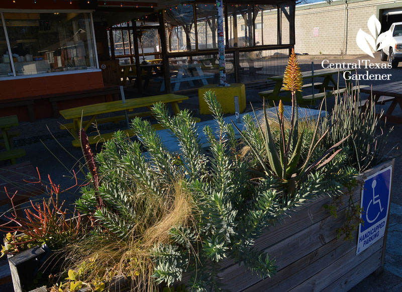 raised planter El Chilito Central Texas Gardener