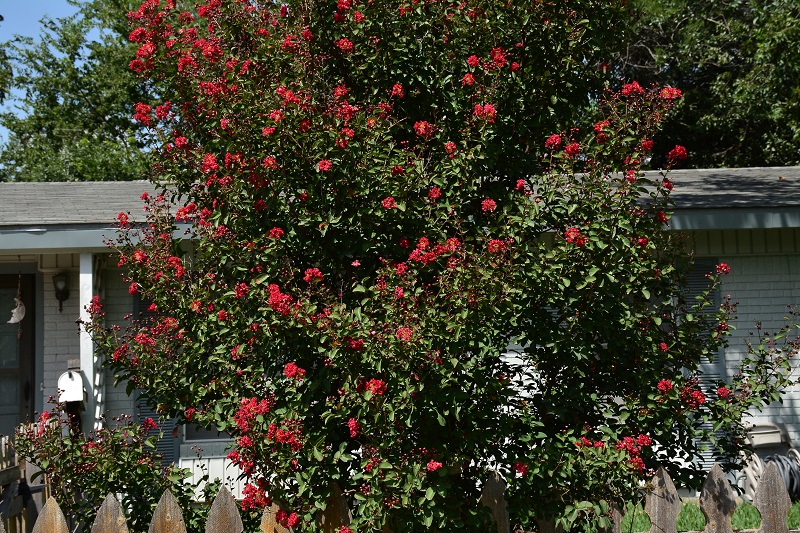 red crape myrtle Central Texas Gardener