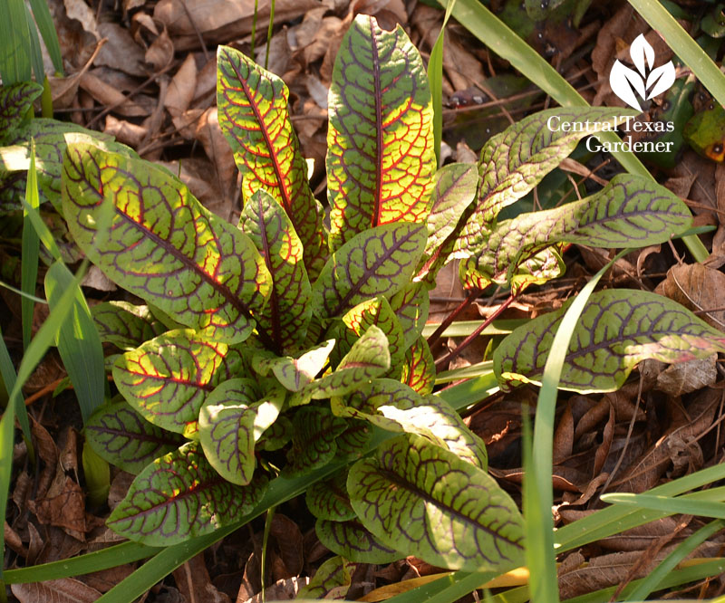 red-veined sorrel Central Texas Gardener