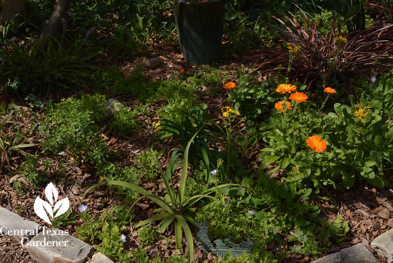 semi shade annual perennial garden Central Texas Gardener