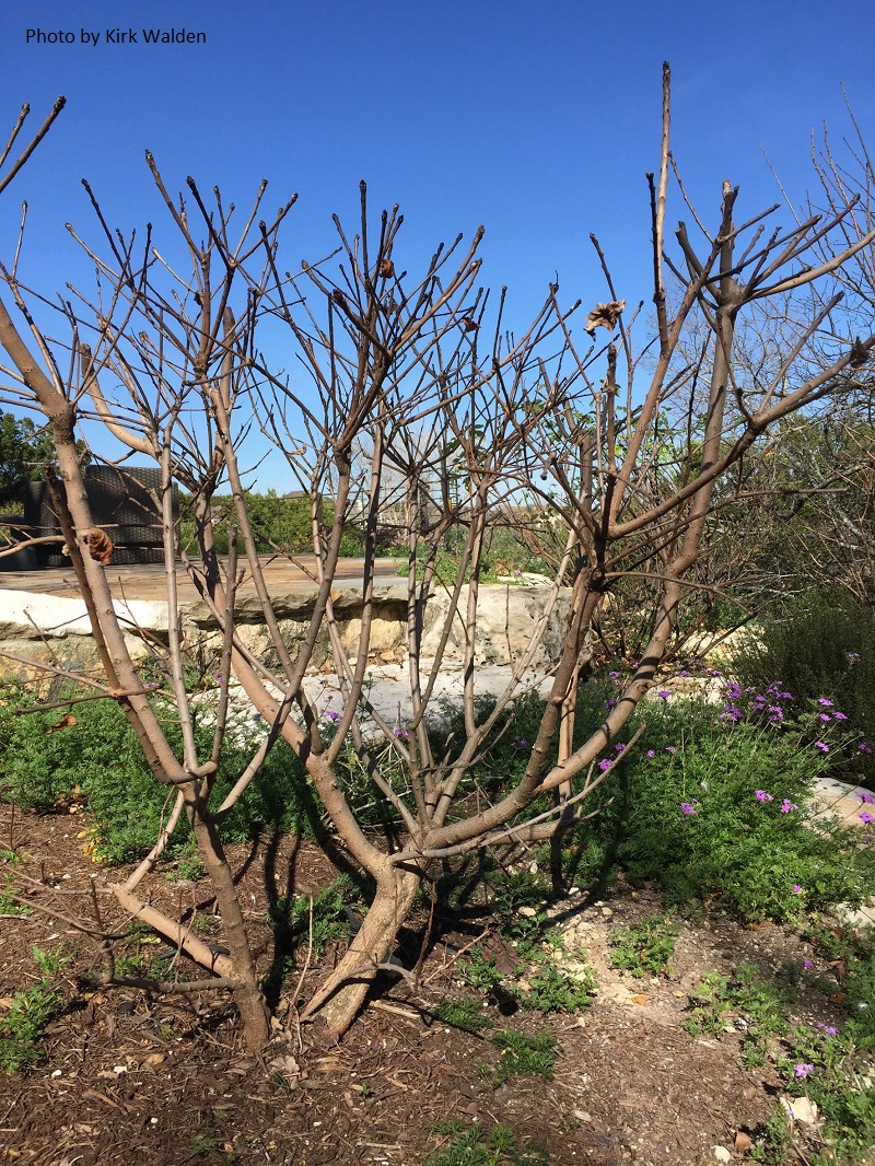 smoke tree pruned Central Texas Gardener