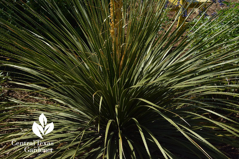 sotol dasylirion acrotrichum Central Texas Gardener