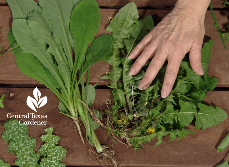 sow thistle dandelion compare Central Texas Gardener