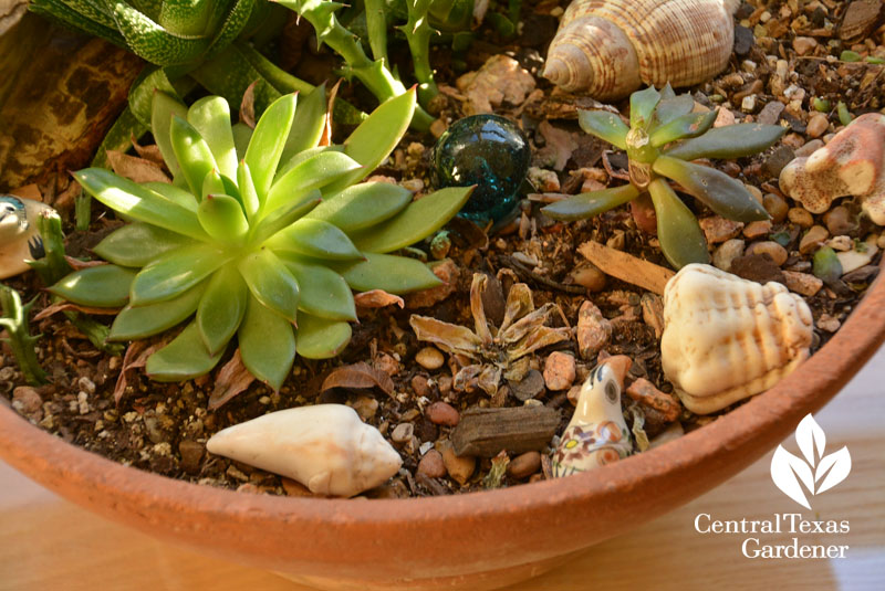 succulent drowned in container Central Texas Gardener