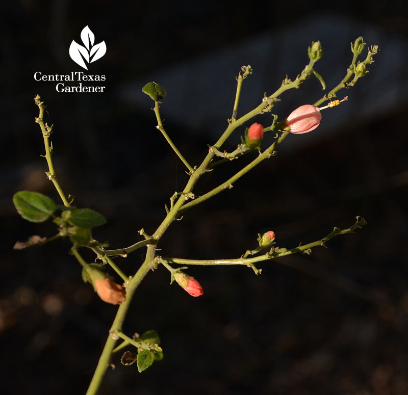 turk's cap in winter Central Texas Gardener