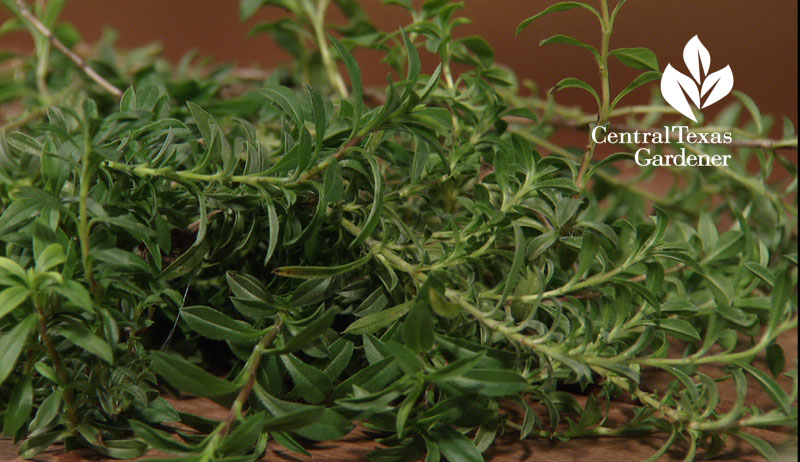 winter savory Central Texas Gardener