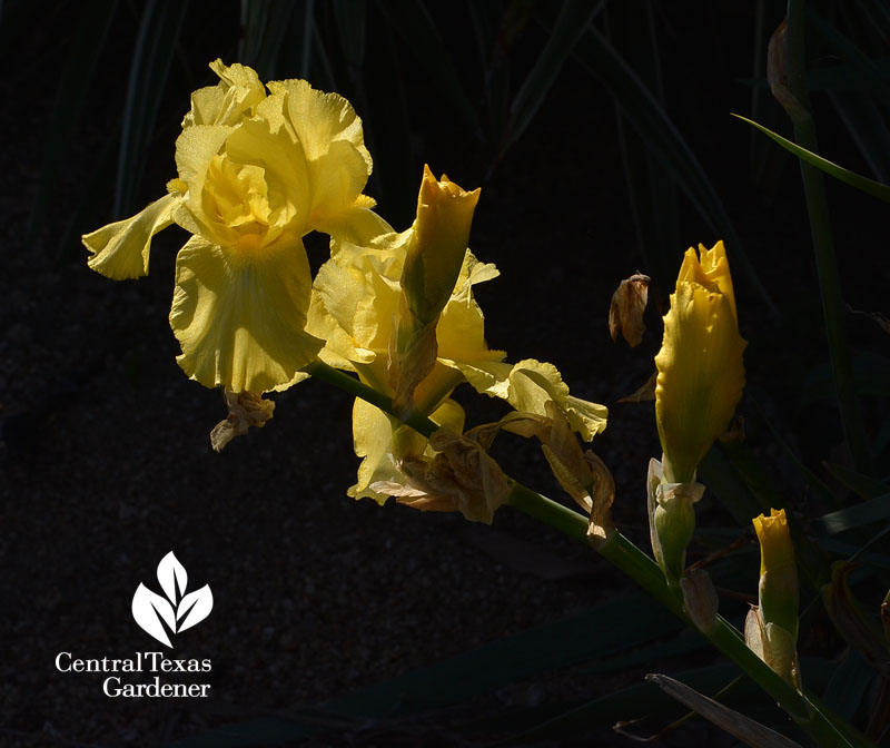 yellow bearded iris Central Texas Gardener