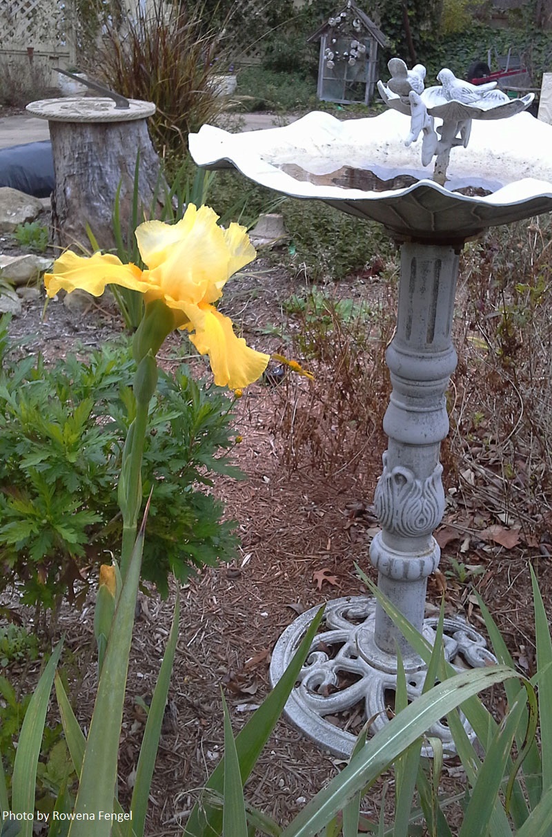 yellow bearded iris bloom early Central Texas Gardener