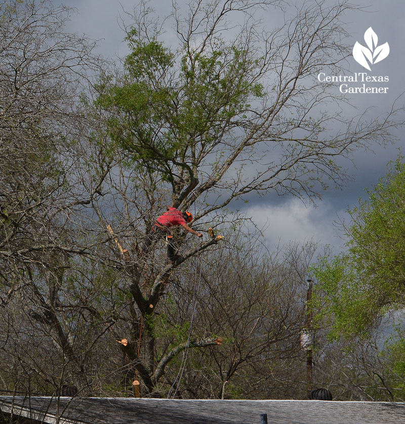 Arizona ash cut down Central Texas Gardener