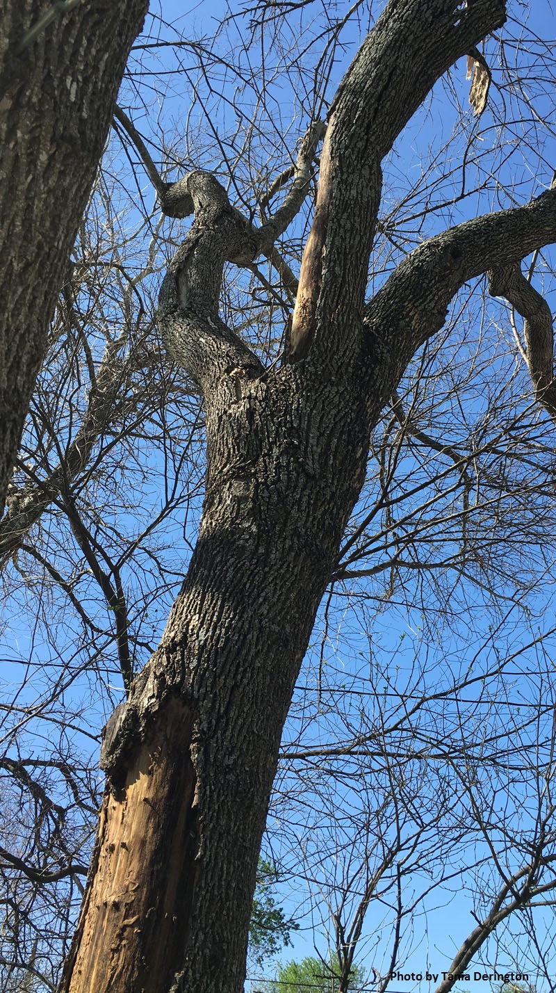 Arizona ash troubled Central Texas Gardener