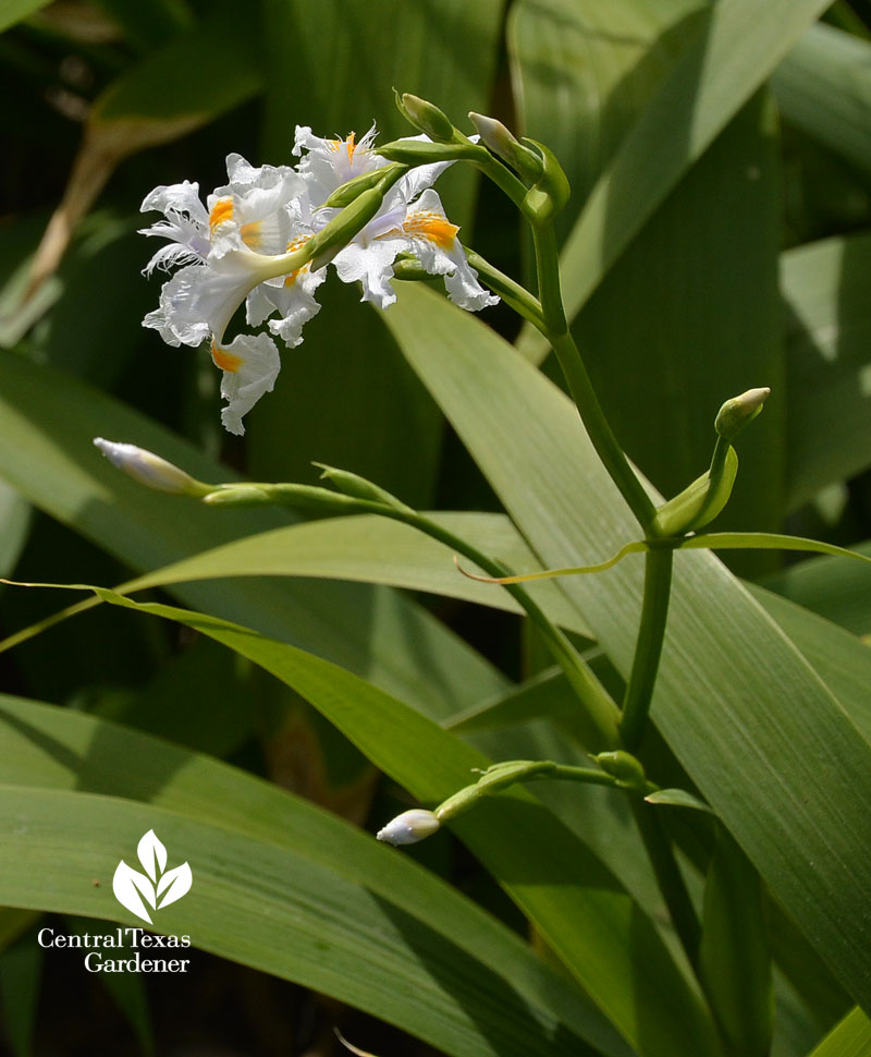 Iris nada Central Texas Gardener