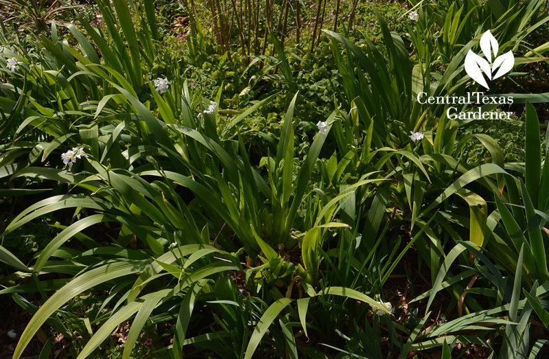 Iris nada naturalizing Central Texas Gardener