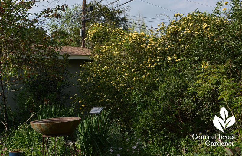 Lady Banks rose hiding fence Central Texas Gardener