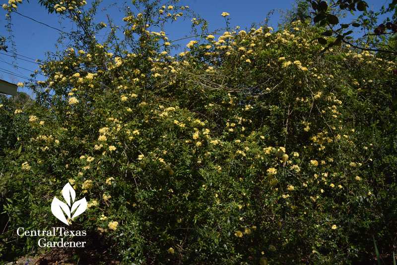 Lady Banks yellow rose Central Texas Gardener