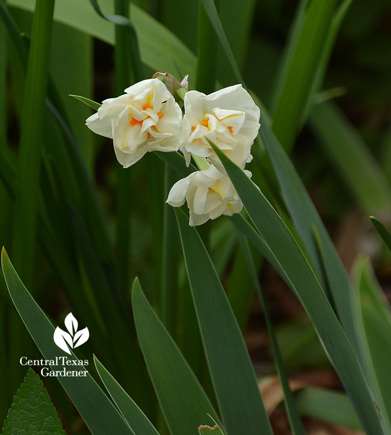 Narcissus abba Central Texas Gardener