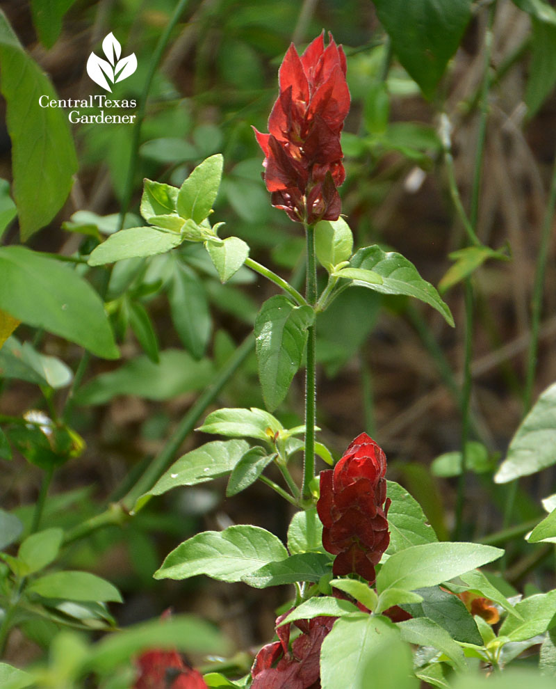 'Rainbow' shrimp plant Central Texas Gardener