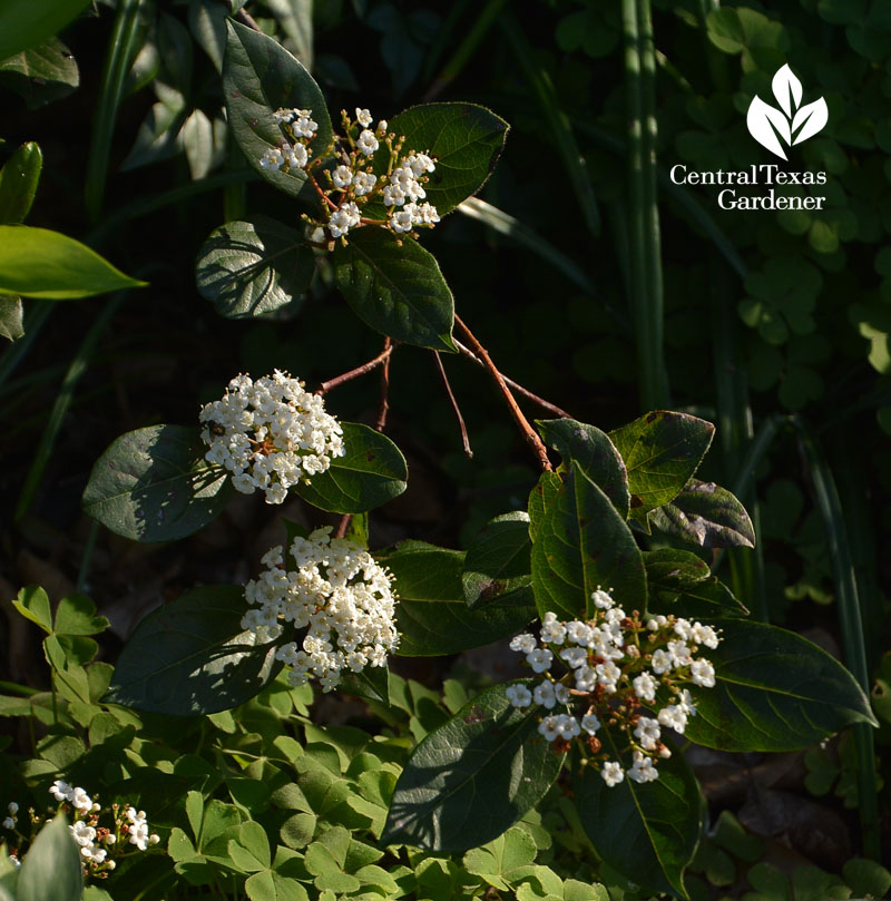 Spring Bouquet viburnum flowers Central Texas Gardener