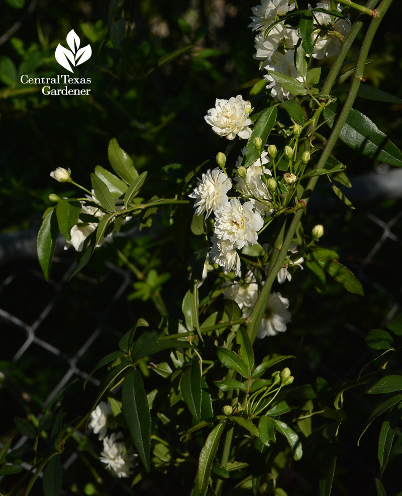 White Lady Banks long stem flowers Central Texas Gardener