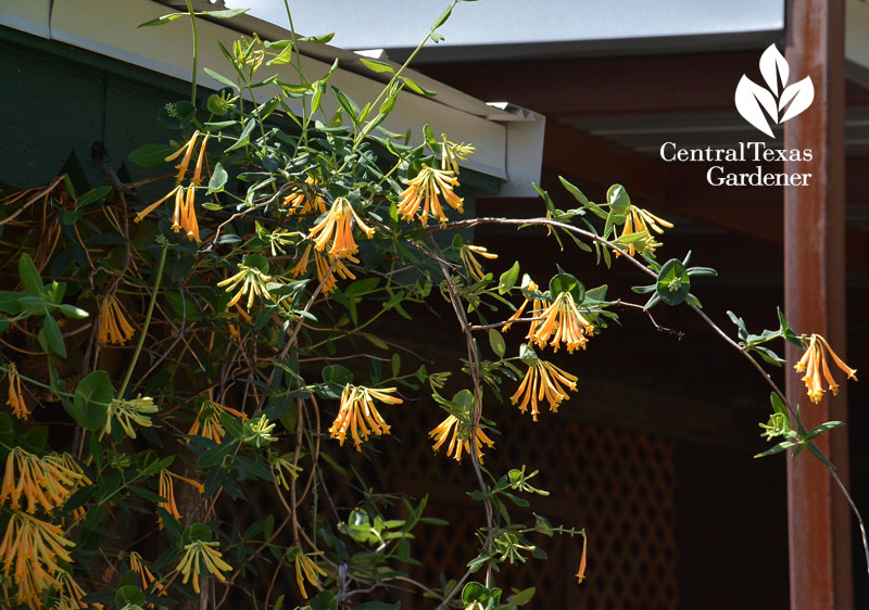 Yellow coral honeysuckle Central Texas Gardener