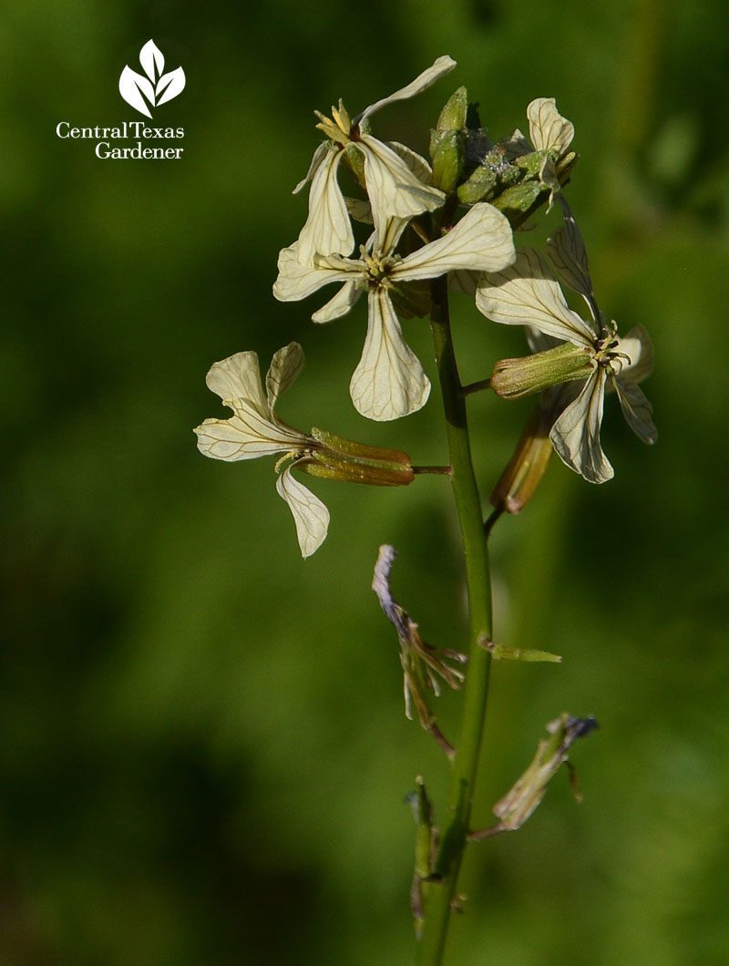 argula flower Central Texas Gardener