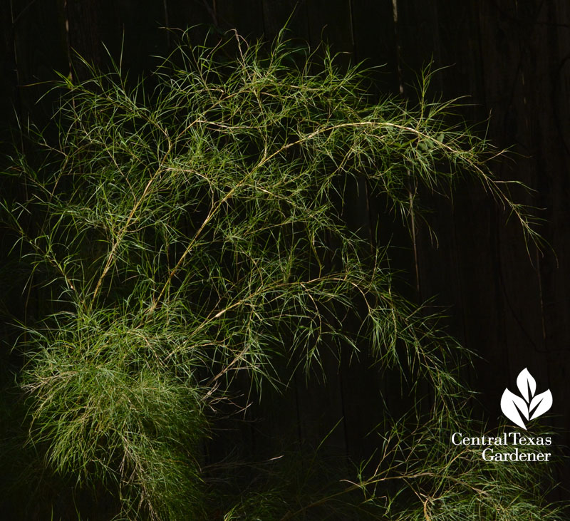 bamboo muhly Central Texas Gardener