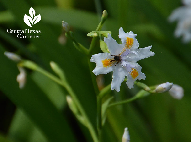 bee on Iris nada Central Texas Gardener