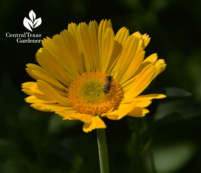 bee on calendula Central Texas Gardener