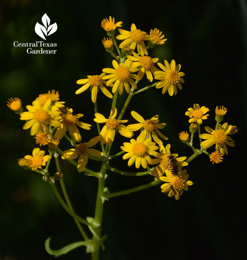 bee on golden groundsel Central Texas Gardener