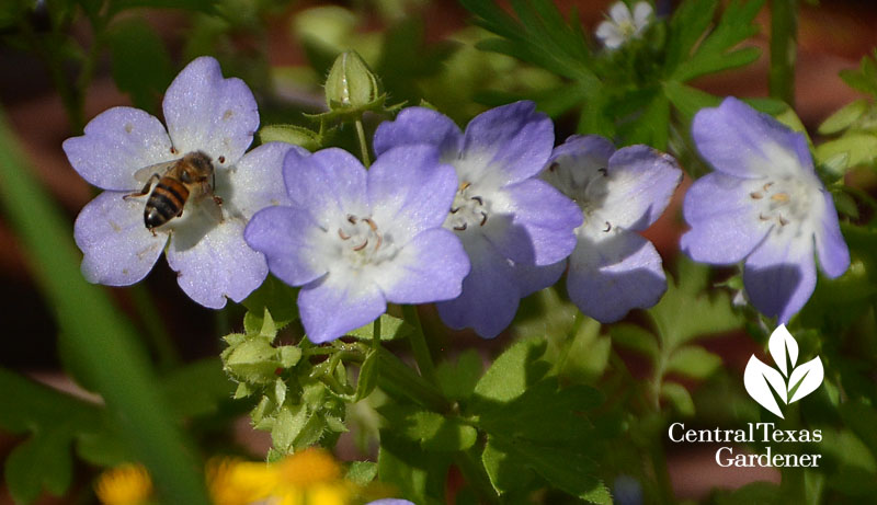 bee on native baby blue eyes Central Texas Gardener