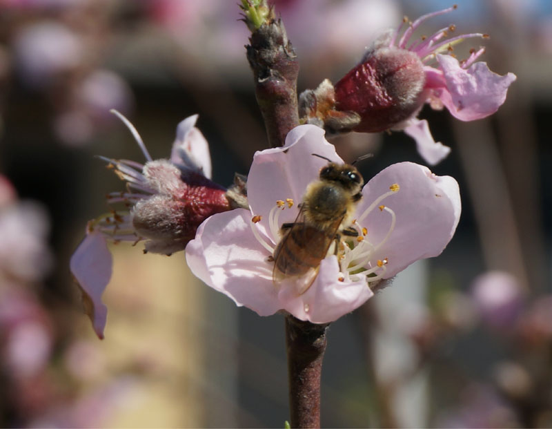 bee on peach tree Central Texas Gardener