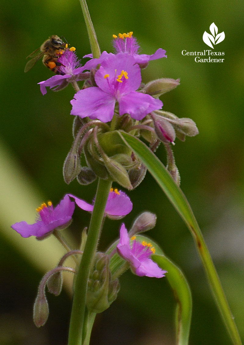 bee on spiderwort Central Texas Gardener