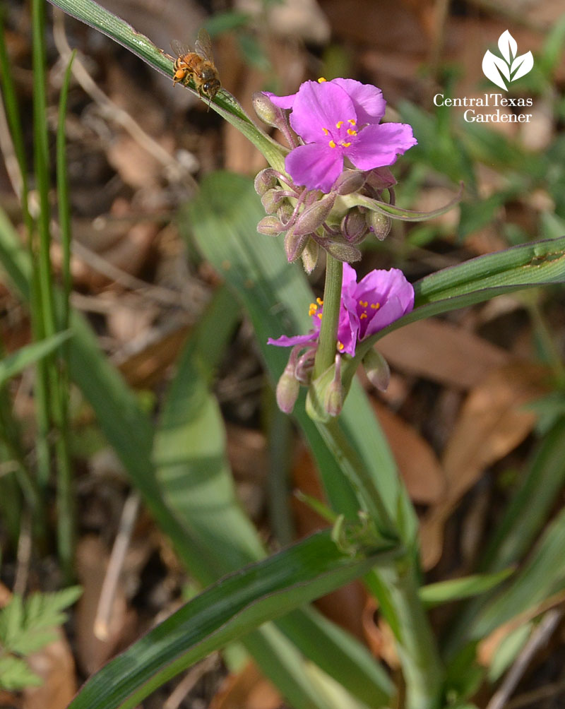 bee on spiderwort leaf Central Texas Gardener